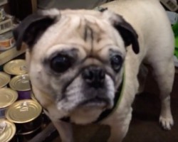 (VIDEO) When a Pug Hits the Jackpot Finding Treats, You’ll Never Guess How He Goes About Stealing Them… Too Funny!