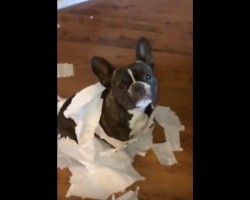 (VIDEO) Frenchie Gets Snitched Out by His Doggy BFF – Hilarious!