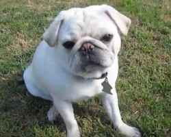 (VIDEO) Having a Bad Day? Cheer Up – These White Pugs Will Make You Smile!