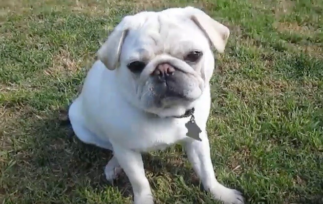 white pugs