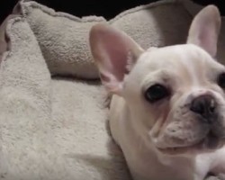 (VIDEO) Frenchie Puppy is Taking a Nap When Dad Wakes Him Up. How He Shows His Annoyance? Cutest Tantrum Ever!