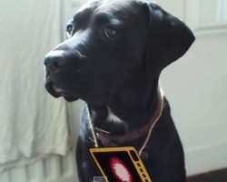 (VIDEO) Man Buys a Talking Device for His Dog. When He Tries it Out? You’ve NEVER Seen Anything Like This!