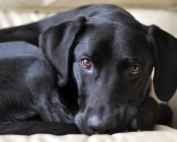 Why Labs are More Interested in Food Then Other Doggy Breeds