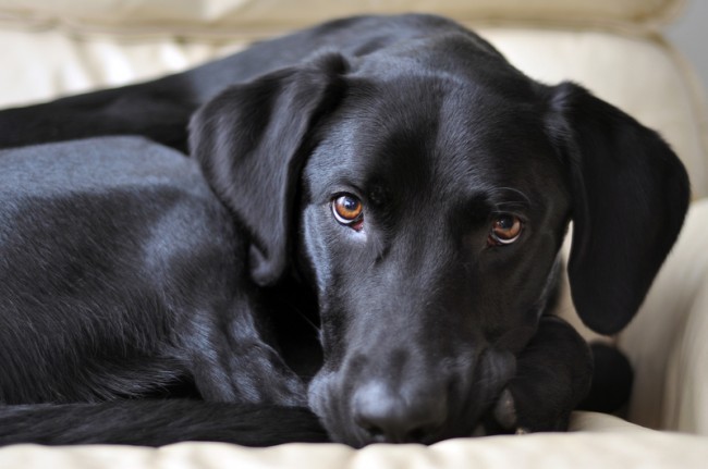 Black Lab