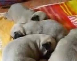 (VIDEO) Irresistible Pug Puppies Sniff Around on a Blanket and Steal Our Hearts in the Process