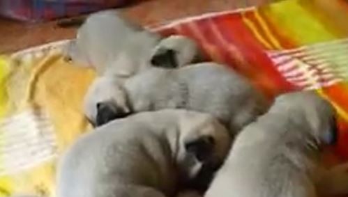 Cuddling Pug Puppies