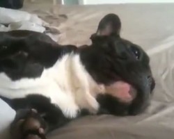 (VIDEO) This Frenchie Is Sleeping the Day Away While Looking as Cute as Ever!