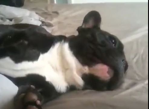 Frenchie Sleeps