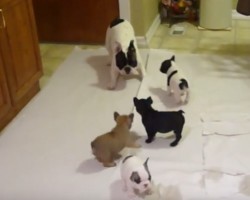 (VIDEO) Frenchie Parent Gleefully Plays With His Puppies. When You See How? This is PERFECT.