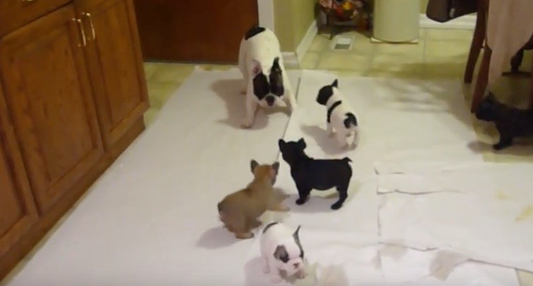 Frenchie dad playing with puppies