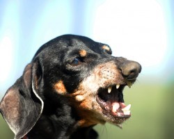 6 Signs a Dog May be Ready to Attack and Bite You
