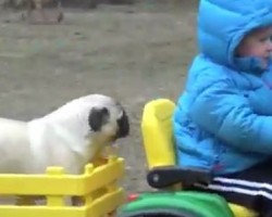 (VIDEO) This Little Boy Loves His Pug so Much That He Gives Him a… Tractor Ride?!