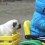 (VIDEO) This Little Boy Loves His Pug so Much That He Gives Him a… Tractor Ride?!