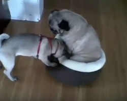 (VIDEO) Pug is Sitting in a Comfy Dog Bed. When Another Pug Decides He Wants It? Watch This Comical Scene and LOL!