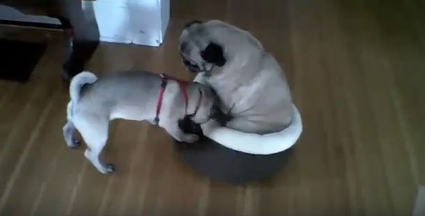 PUG FIGHT