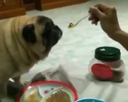 (VIDEO) The Art of Feeding a Pug