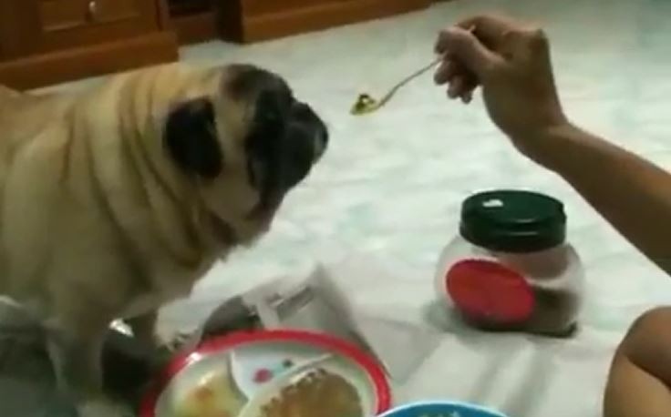 Pug Eating From Fork