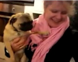 (VIDEO) A Pug Wants a Hug Really Bad. What He Does to Get That Hug? Insane!