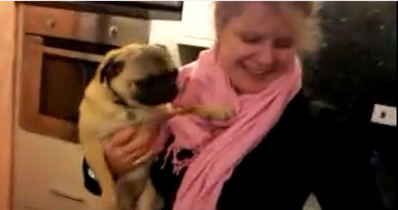Pug and Pink Scarf