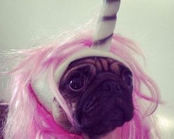 11 Pugs Who Just Want Halloween to be Over for Once and for All