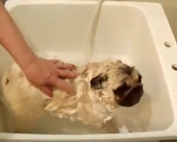 (VIDEO) This Pug is Getting Ready for a Show! Now Watch How the Grooming Process Goes…