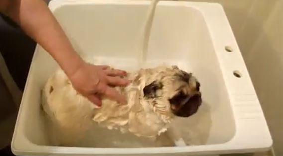 Pug Bath