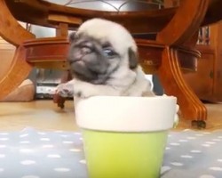 (VIDEO) This Pug Compilation Video Will Make Your Heart Go Pitter Patter. ADORABLE!!