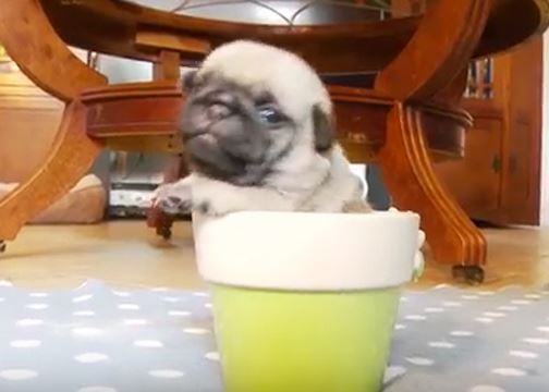 Pup In A Pot