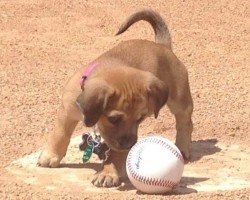 This Puppy Was Abandoned During a Baseball Game. Now See What This Rescued Pup’s Pawsome Job Is!