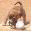 This Puppy Was Abandoned During a Baseball Game. Now See What This Rescued Pup’s Pawsome Job Is!