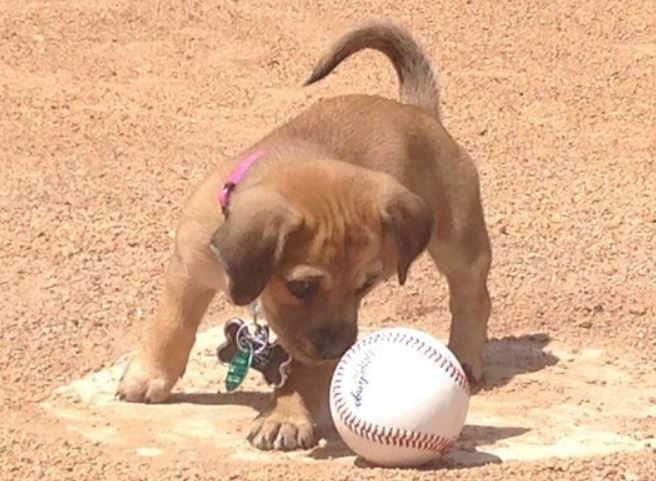 Puppy and Ball