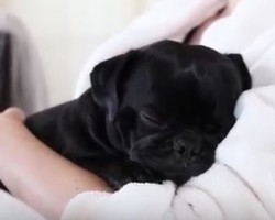 (VIDEO) Watch Cooper the Pug and His Adorable Daytime Routine. Just PRECIOUS!