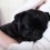 (VIDEO) Watch Cooper the Pug and His Adorable Daytime Routine. Just PRECIOUS!