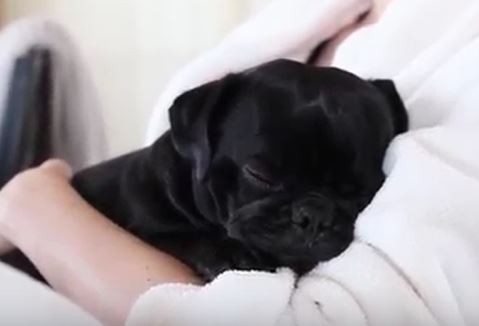 Resting Black Pug