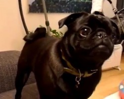 (VIDEO) Pug Puppy Knows What Time it Is. How He Reminds His Owner? Priceless!