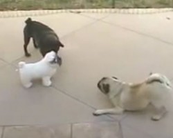 (VIDEO) Two Pugs Are Hanging Out Outside. When They Encounter a Stuffed Pug? You’ve Never Seen Antics Like THIS!