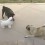 (VIDEO) Two Pugs Are Hanging Out Outside. When They Encounter a Stuffed Pug? You’ve Never Seen Antics Like THIS!