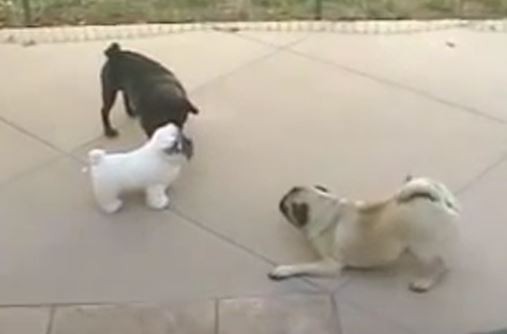 Two Pugs and A Toy