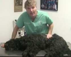 (VIDEO) You’re Pooch is Choking. Here’s What You Should Do to Save His Life…