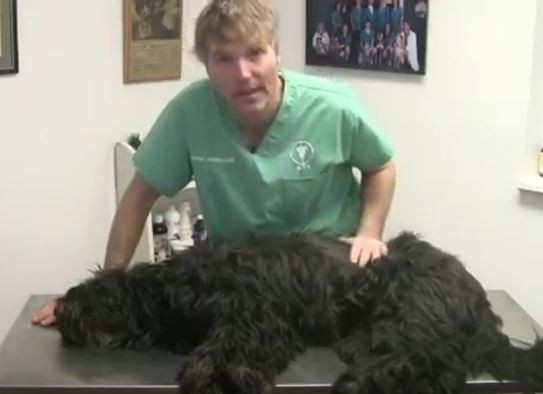 Vet and Dog