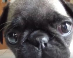 (VIDEO) Whiny Pug Puppy is Quite the Conversationalist and She Knows How to Pull on Your Heart Strings!