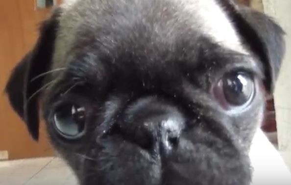 Whining Pug