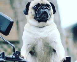 Atom the Pug is Taking the Internet by Storm One Bark at a Time…