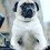 Atom the Pug is Taking the Internet by Storm One Bark at a Time…