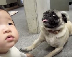 (VIDEO) Pug Pup Really Wants to Play With a Baby. How He Shows Her He’s Ready? This is SO Adorable!
