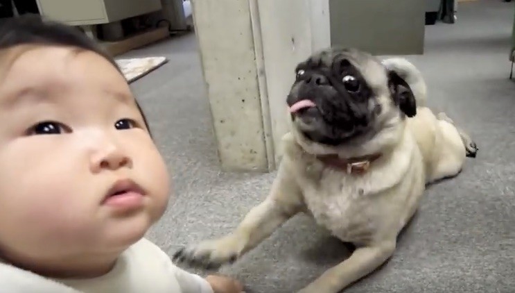 baby and pug