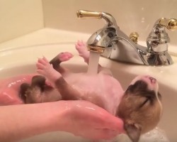 (VIDEO) This Puppy Was Abandoned on the Street. Now Watch Him Blissfully Enjoy a Bath.
