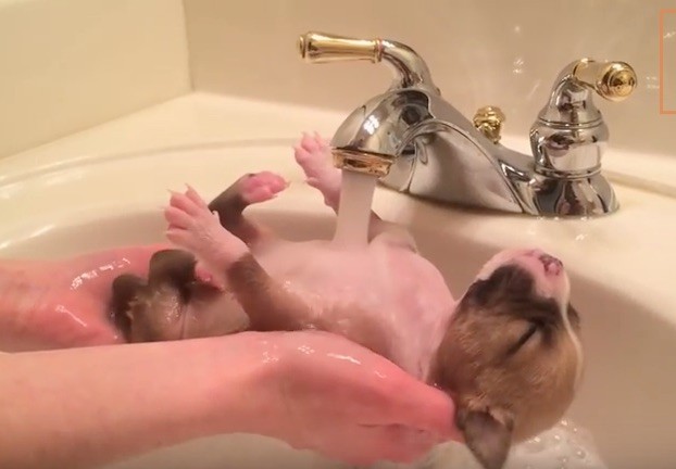 bath pup