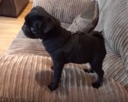 (VIDEO) Batman the Pug is Famished. How He Lets His Parents Know? HYSTERICAL!
