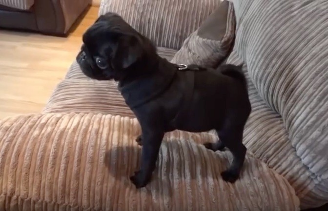 batman pug